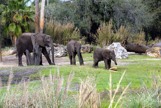 Large and small Elephants at Animal Kingdom